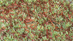 Sesuvium portulacastrum