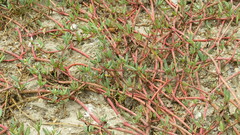 Sesuvium portulacastrum