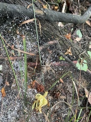 Aglaoctenus lagotis