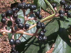 Chassalia curviflora