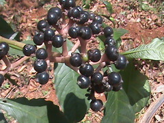 Chassalia curviflora