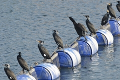 Phalacrocorax carbo