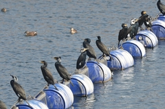 Phalacrocorax carbo