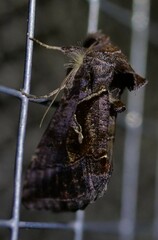 Chrysodeixis subsidens