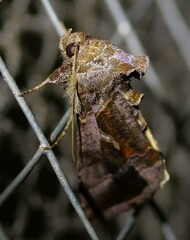 Chrysodeixis subsidens