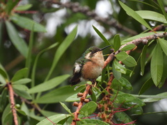 Microstilbon burmeisteri