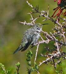 Oreotrochilus leucopleurus