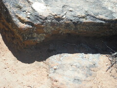 Pedioplanis lineoocellata