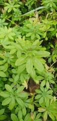 Galium odoratum