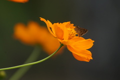 Vehilius stictomenes
