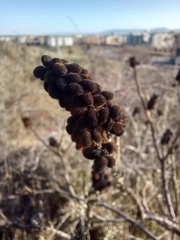 Rhus coriaria
