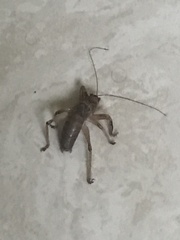 Nesoecia