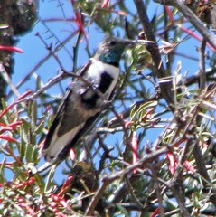 Oreotrochilus leucopleurus