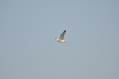 Larus argentatus