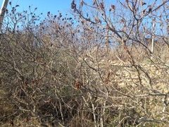 Rhus coriaria