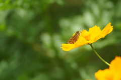 Vehilius stictomenes