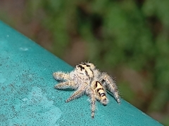 Hyllus diardi