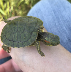 Trachemys scripta elegans