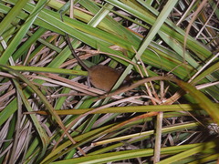 Dendromus mesomelas
