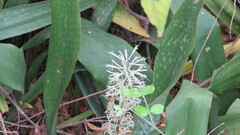 Sansevieria trifasciata