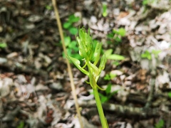 Platanthera bifolia
