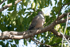 Streptopelia orientalis orientalis