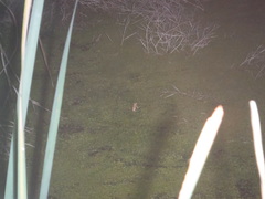 Hyperolius horstockii