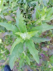 Chenopodium album