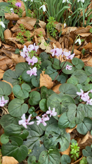 Cyclamen coum