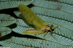 Ameletopsis perscitus