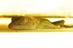 Gekko gecko