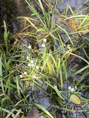 Sagittaria