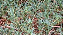 Sesuvium portulacastrum