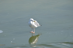 Larus argentatus mongolicus