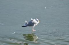 Larus argentatus mongolicus