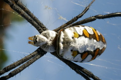 Argiope dang