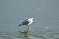 Larus argentatus mongolicus