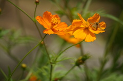 Runcinioides litteratus