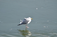 Larus argentatus mongolicus