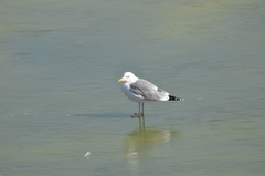Larus argentatus mongolicus