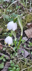 Leucojum vernum