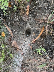 Aglaoctenus lagotis