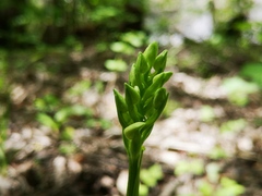 Platanthera bifolia