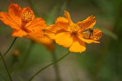 Runcinioides litteratus