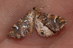 Musotima nitidalis
