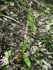 Platanthera bifolia