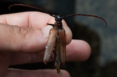 Ochrocydus huttoni