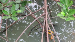Rhizophora mucronata