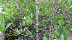 Rhizophora mucronata