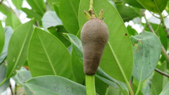 Rhizophora mucronata